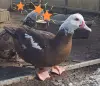 индоутки мускусные утки селезни