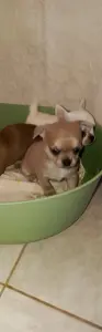 Чихуахуа