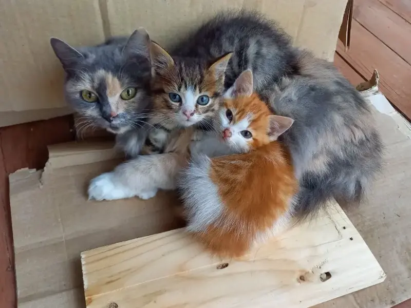 Котятам срочно нужен дом! Котенок в дар