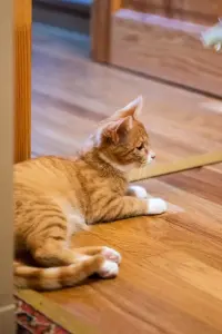 Рыжий котенок в дар