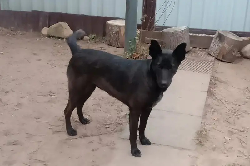 Прекрасная собака-охранница Бэтта в дар