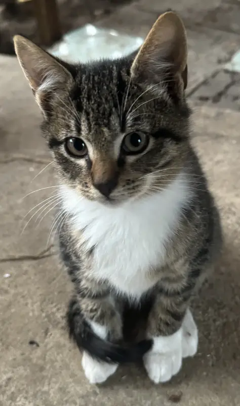Котята в дар
