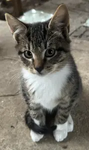 Котята в дар