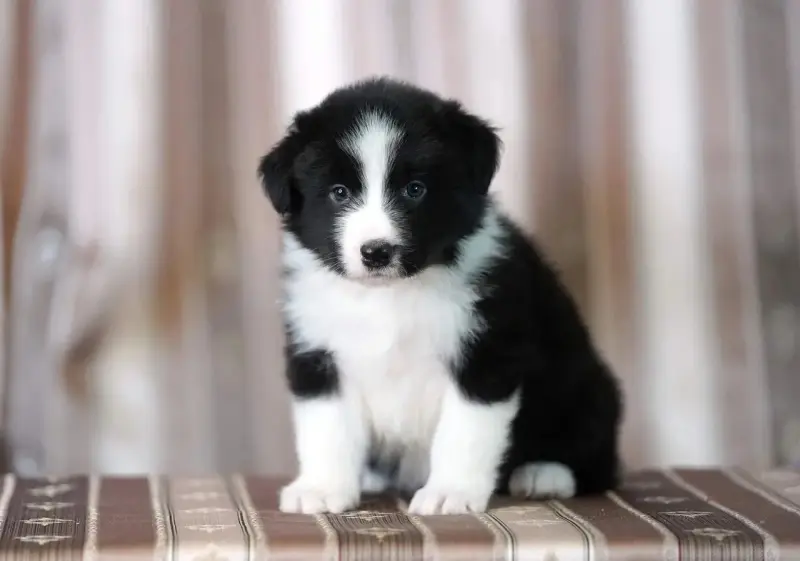 бордер колли