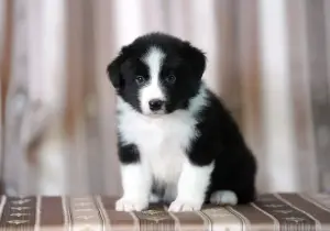 бордер колли