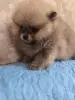 Девочка померанского шпица