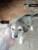 Отдам щенков бесплатно