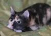 Котенок Кошка Озорная Кэтти