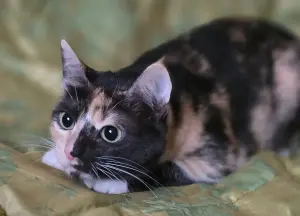 Котенок Кошка Озорная Кэтти