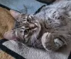 Котенок подросток Манюня