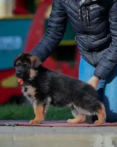 Щенки