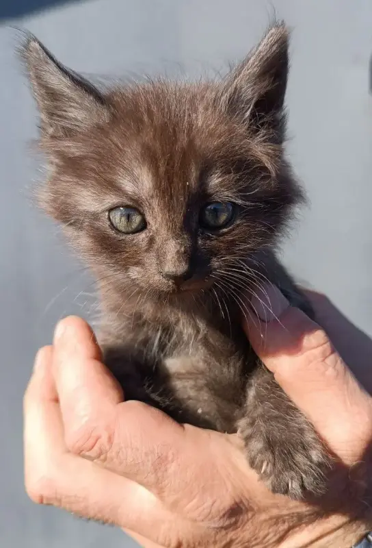 котята