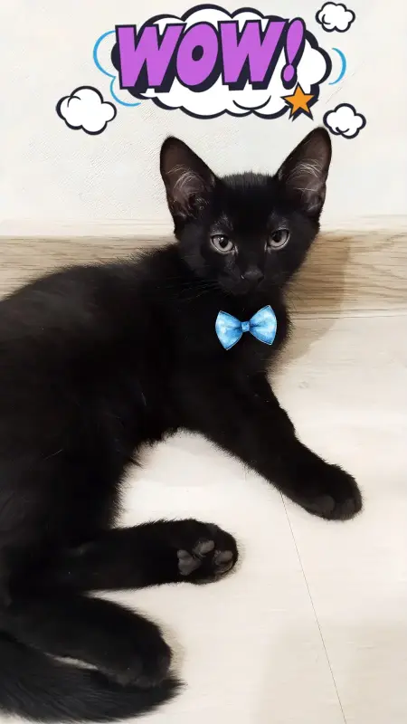 Котопад!Раздаем усато-хвостатое счастье в добрые руки!