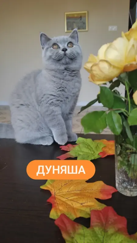 Короткошерстный британский котенок