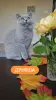 Короткошерстный британский котенок