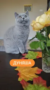Короткошерстный британский котенок