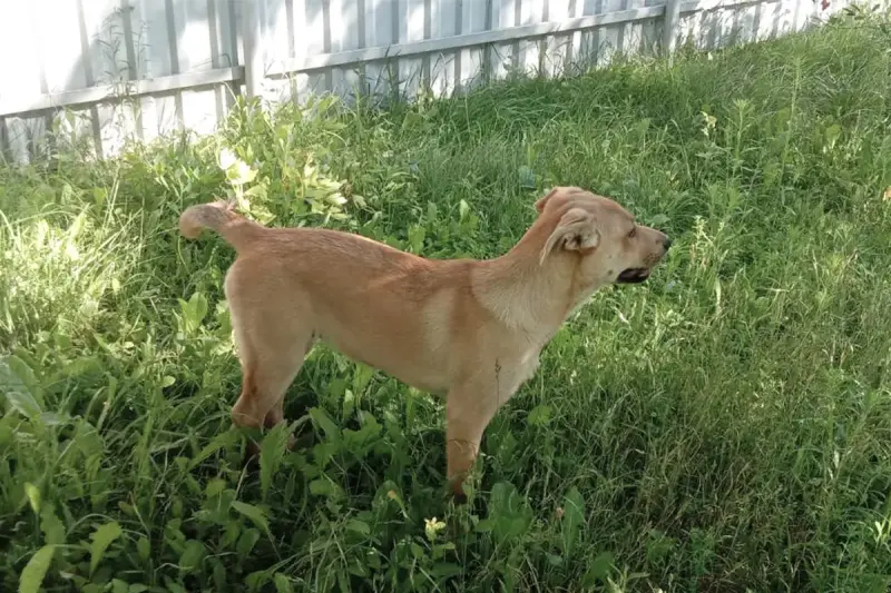 Замечательная собака-охранница Лиска в дар