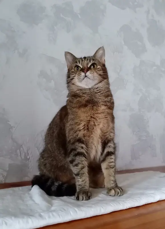 Эллочка-кошка, кастрирована.