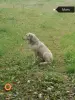 Отдам щенков бесплатно