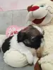 Девочка ши-тцу