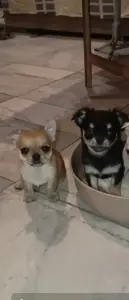 Чихуахуа