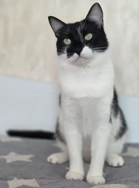 Кот. Молод. Хорош. Марик. Привит. Кастрирован.