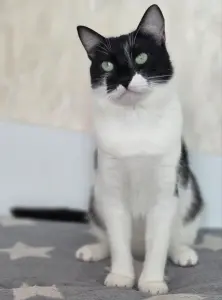 Кот. Молод. Хорош. Марик. Привит. Кастрирован.