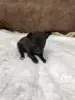 Щенки чихуахуа