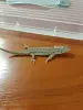 Ящерица прыткая самка