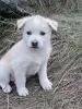Щенки