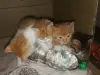 Срочно! Чудо-котята 1,5 месяца - в добрые руки.