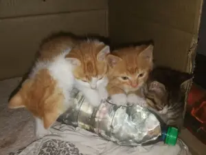 Срочно! Чудо-котята 1,5 месяца - в добрые руки.