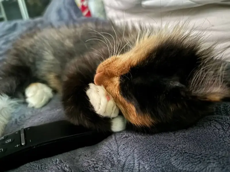 Котенок бесценно но бесплатно