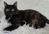 Красотка Холли. Кошка. кастрирована.