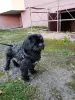Щенки Ши-тцу