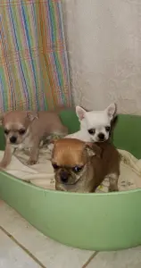 Чихуахуа