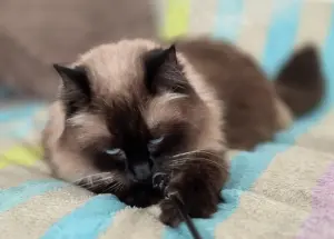 Кошка Ирма.