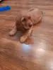 Английский кокер спаниель
