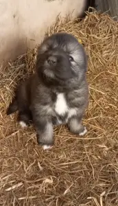 Щенки кавказской овчарки