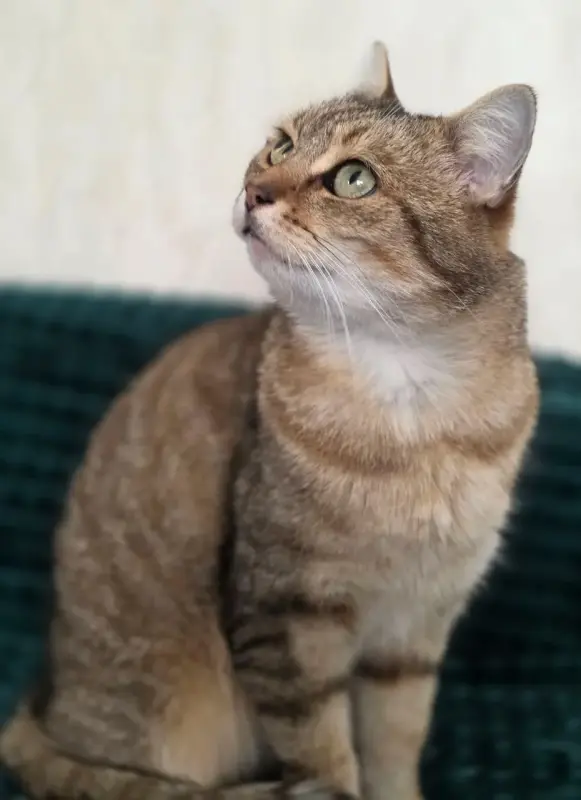 Шанталь-кошка молодая, кастрирована.