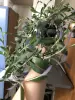 Сеткразия