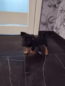 Щенки Джек Рассел Терьер