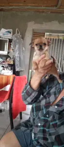 Чихуахуа