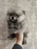 Щенки померанского шпица