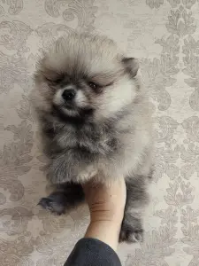 Щенки померанского шпица