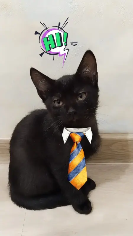 Котопад!Раздаем усато-хвостатое счастье в добрые руки!