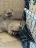 Девочка померанского шпица