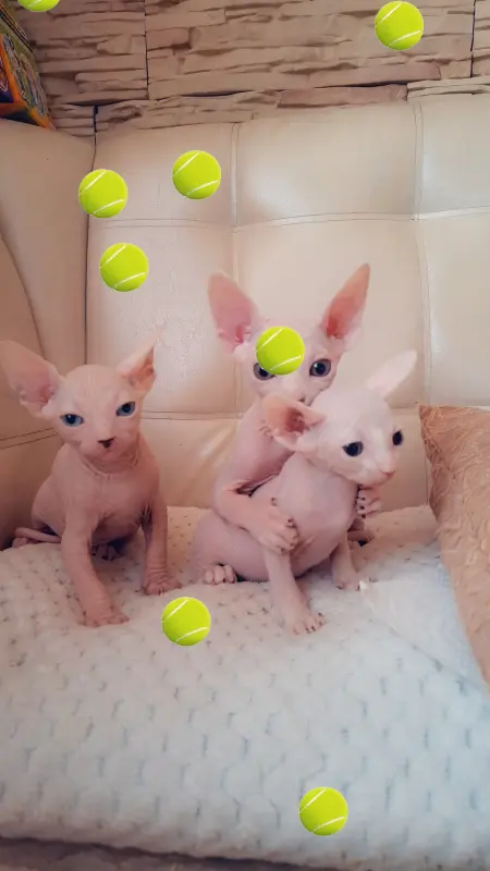 Канадский сфинкс котята РАЗНОГЛАЗЫЕ