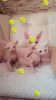 Канадский сфинкс котята РАЗНОГЛАЗЫЕ