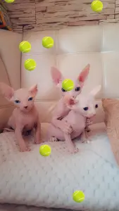 Канадский сфинкс котята РАЗНОГЛАЗЫЕ